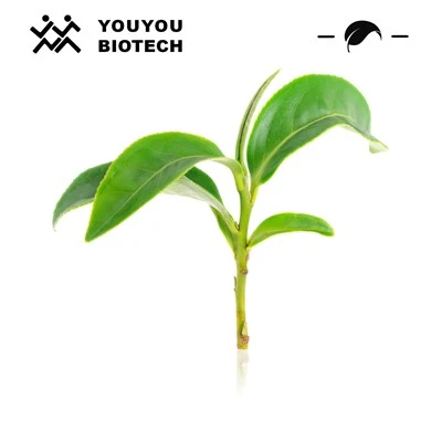 Groene thee -extract